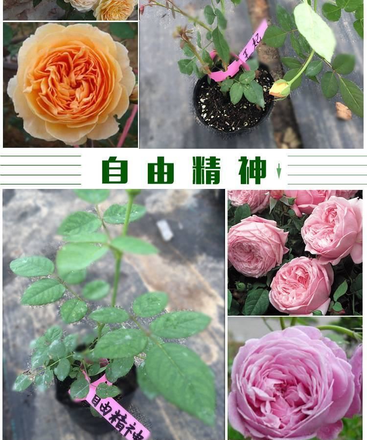 月季 月季花苗 藤本月季 歐洲月季 拿鐵咖啡 營養(yǎng)杯苗牙簽苗示例圖24