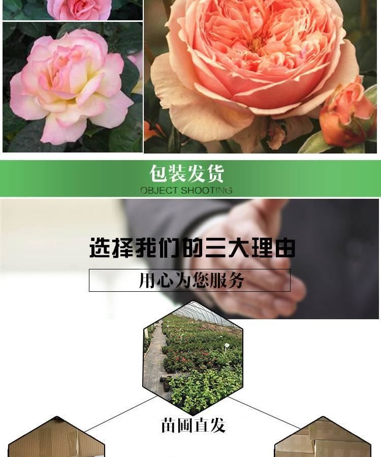 月季 月季花苗 藤本月季 歐洲月季 拿鐵咖啡 營(yíng)養(yǎng)杯苗牙簽苗示例圖26