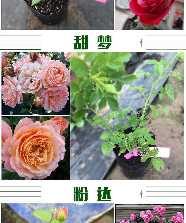 月季 月季花苗 藤本月季 歐洲月季 拿鐵咖啡 營(yíng)養(yǎng)杯苗牙簽苗示例圖30