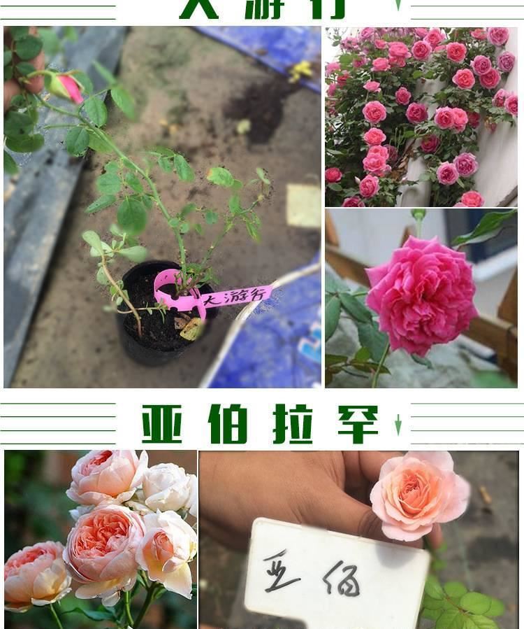 月季 月季花苗 藤本月季 歐洲月季 拿鐵咖啡 營(yíng)養(yǎng)杯苗牙簽苗示例圖31