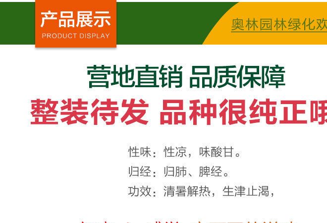 大棚草莓苗直供 脱毒奶油草莓小苗 当年结果 丰产果大 多品种示例图1