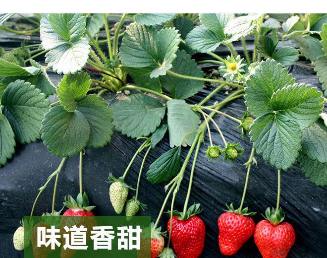 大棚草莓苗直供 脱毒奶油草莓小苗 当年结果 丰产果大 多品种示例图10