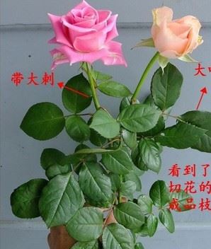 陽臺室內(nèi)庭院花卉綠植盆栽植物 玫瑰花苗薔薇苗月季四季開花示例圖2