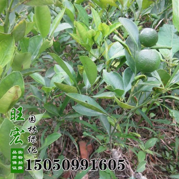 无核砂糖橘 沙糖桔苗直销 庭院种植嫁接果树苗 当年结果 品种示例图3