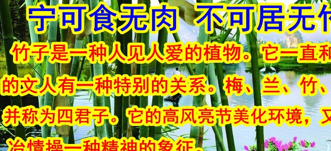 銷(xiāo)售竹苗 竹類植物示例圖2