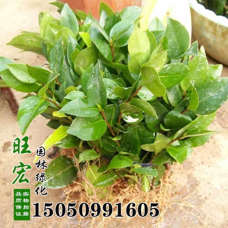 工程綠化小苗批發(fā) 茶花樹苗 品種 庭院茶花盆栽帶花苞示例圖1