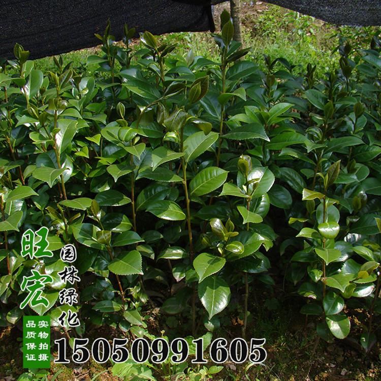 工程綠化小苗批發(fā) 茶花樹苗 品種 庭院茶花盆栽帶花苞示例圖3