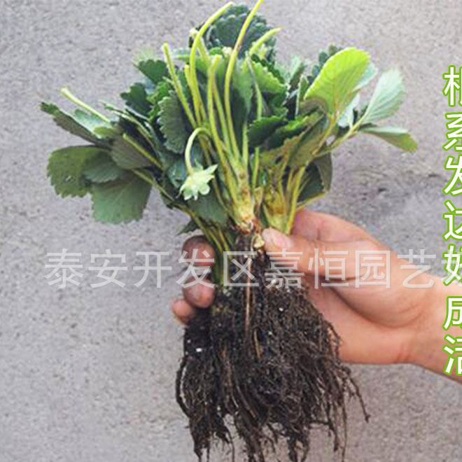 丰香草莓 牛奶草莓 四季草莓 品种度高 易成活 三天内送达示例图4