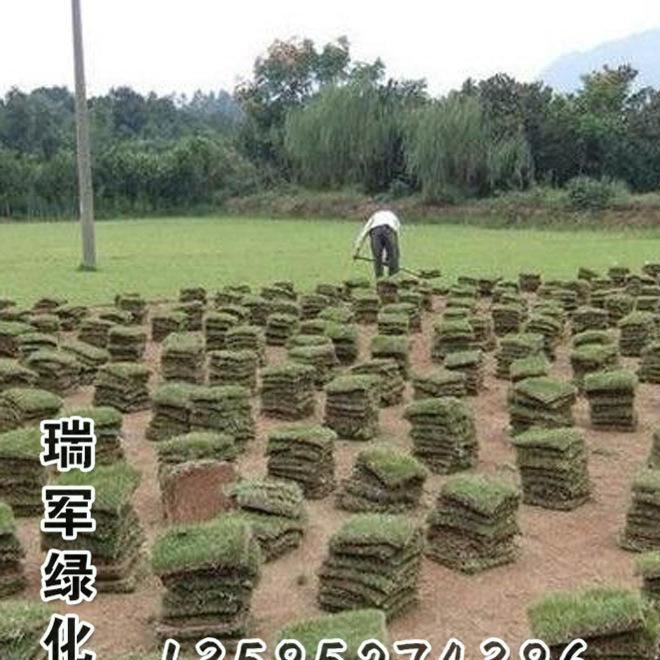 馬尼拉草坪皮馬尼拉草坪   馬尼拉草皮 四季常青耐踐踏 基地發(fā)貨示例圖2