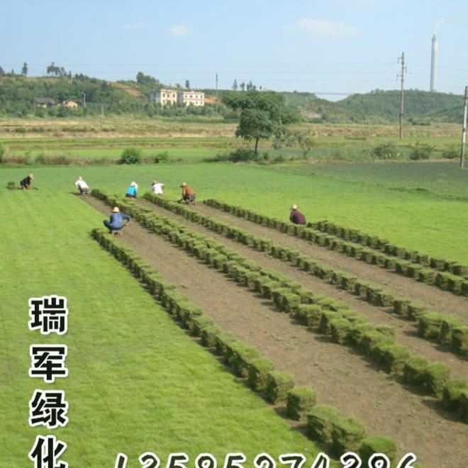 馬尼拉草坪皮馬尼拉草坪   馬尼拉草皮 四季常青耐踐踏 基地發(fā)貨示例圖3