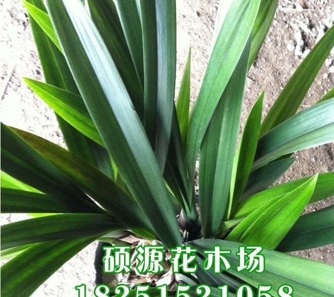 盆栽花卉大花蕙蘭 建蘭 墨蘭 虎頭蘭當(dāng)年開花大花惠蘭蘭花示例圖4