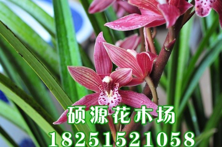 盆栽花卉大花蕙蘭 建蘭 墨蘭 虎頭蘭當(dāng)年開花大花惠蘭蘭花示例圖8