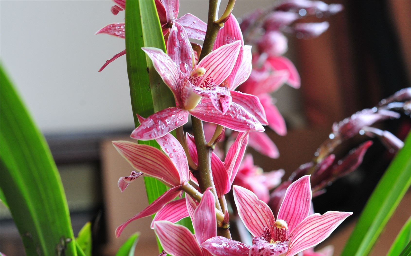 盆栽花卉大花蕙蘭 建蘭 墨蘭 虎頭蘭當(dāng)年開花大花惠蘭蘭花示例圖9