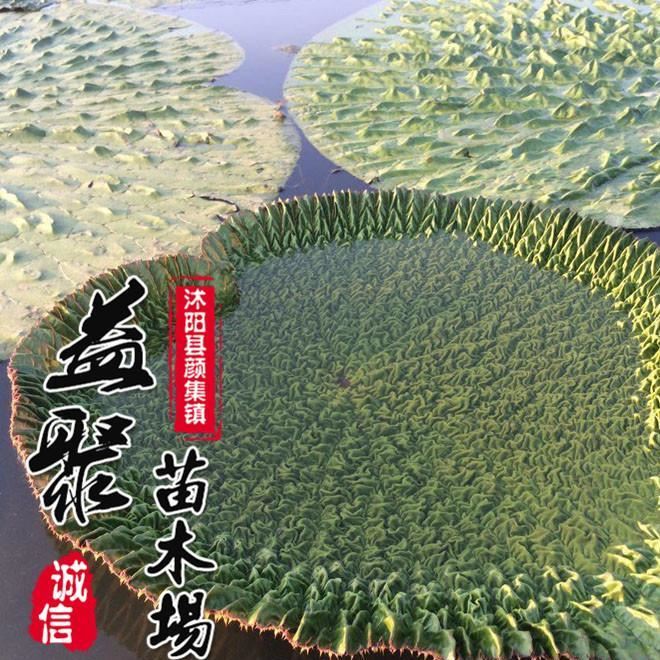 低价批发芡实苗 水生植物净化水体 芡实别称 鸡头米 量大优惠示例图3