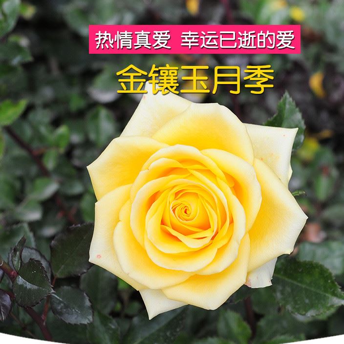 基地直接供货花卉种苗鲜花苗木可盆栽工程绿化黄色金香玉玫瑰种苗