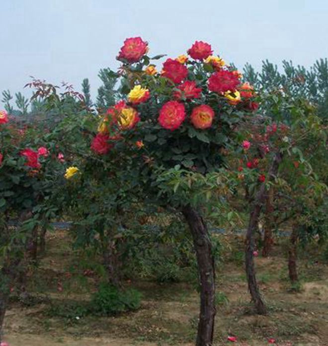 長期銷售 樹形月季花苗 大花月季苗 盆栽花卉 月季花示例圖3