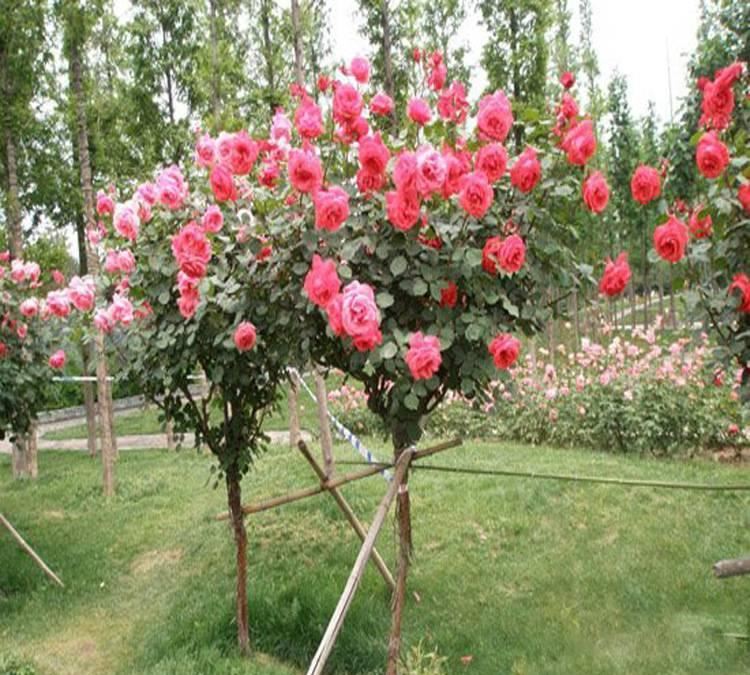 批發樹狀月季花 月季盆栽 樹樁月季 嫁接樹狀月季 特級月季示例圖5