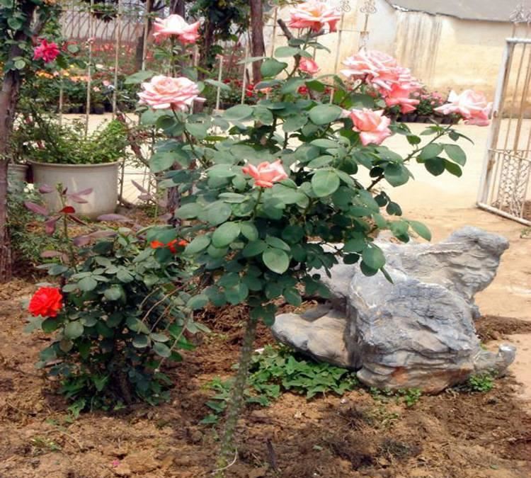 批發樹狀月季花 月季盆栽 樹樁月季 嫁接樹狀月季 特級月季示例圖8