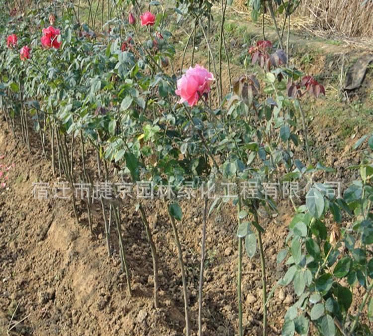 批發樹狀月季花 月季盆栽 樹樁月季 嫁接樹狀月季 特級月季示例圖11