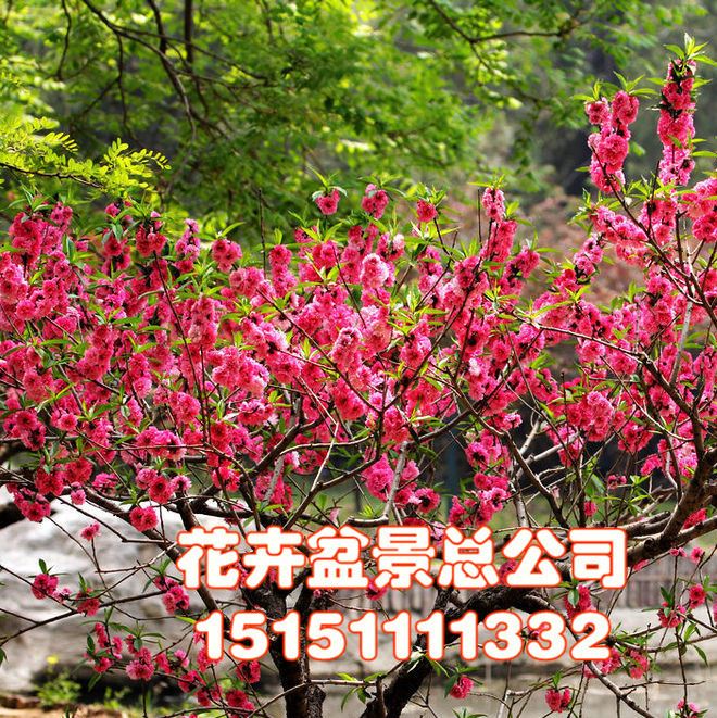 基地直銷綠化喬木 紅葉碧桃 紫葉碧桃規格 紫葉碧桃小苗批發示例圖1