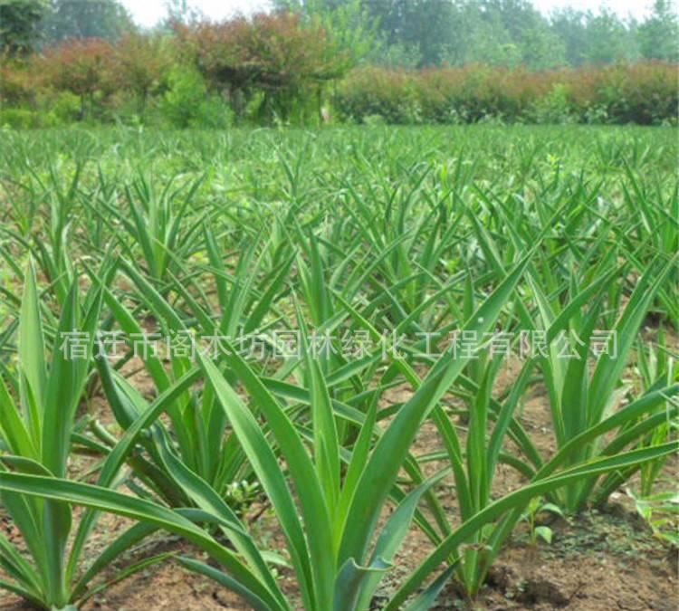 基地直銷劍麻 綠化苗木 劍麻 工程小苗 規(guī)格 量大優(yōu)惠示例圖2