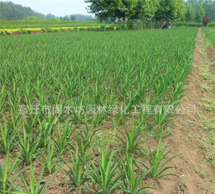 基地直銷劍麻 綠化苗木 劍麻 工程小苗 規(guī)格 量大優(yōu)惠示例圖3