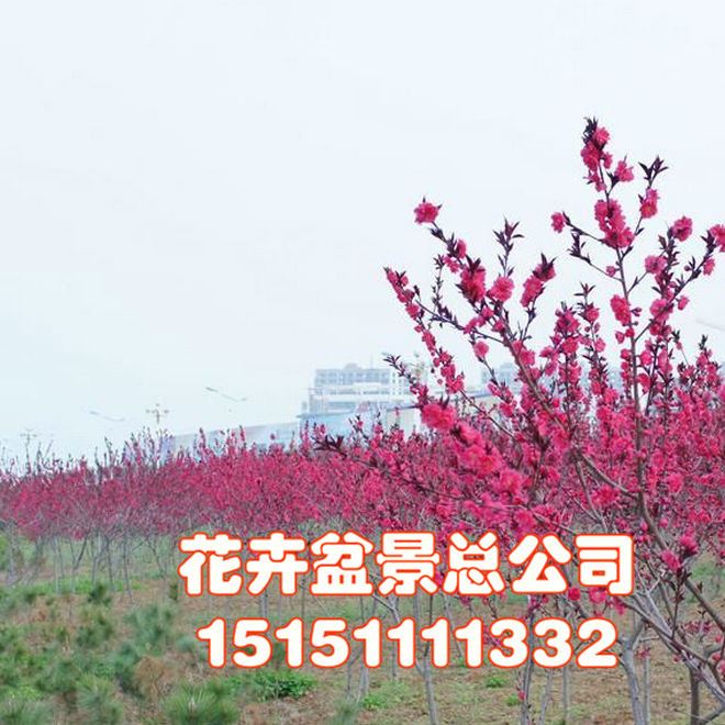 基地直銷綠化喬木 紅葉碧桃 紫葉碧桃規格 紫葉碧桃小苗批發示例圖2