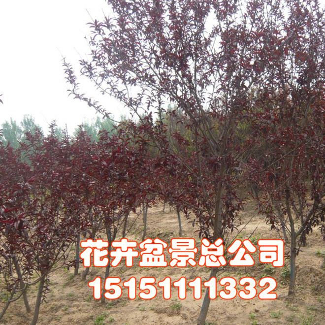 基地直銷綠化喬木 紅葉碧桃 紫葉碧桃規格 紫葉碧桃小苗批發示例圖3