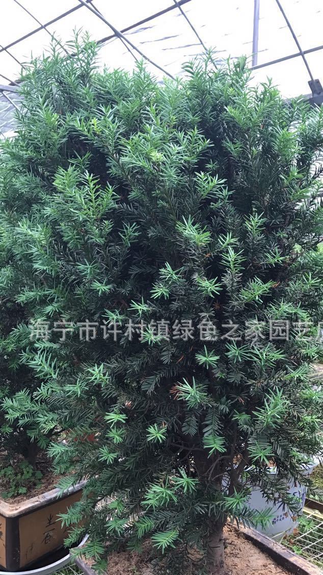 曼地亞紅豆杉 凈化空氣  包成活 批發(fā) 租賃 加盟含紫砂盆示例圖4