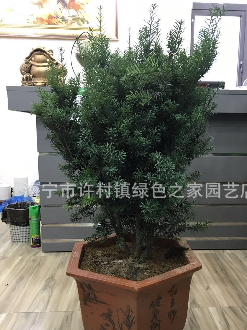 曼地亞紅豆杉 凈化空氣  包成活 批發(fā) 租賃 加盟含紫砂盆示例圖6