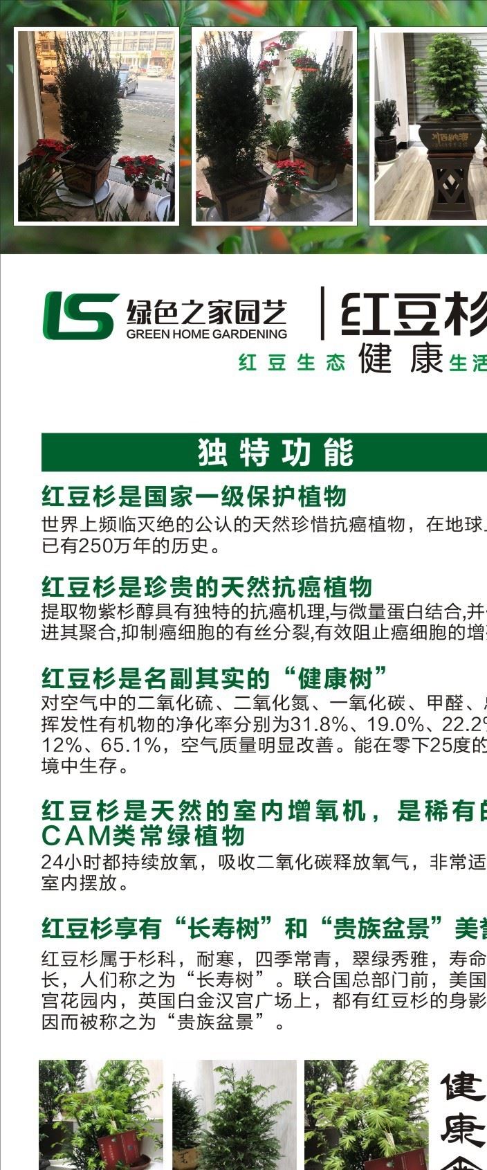 曼地亞紅豆杉 凈化空氣  包成活 批發(fā) 租賃 加盟含紫砂盆示例圖9