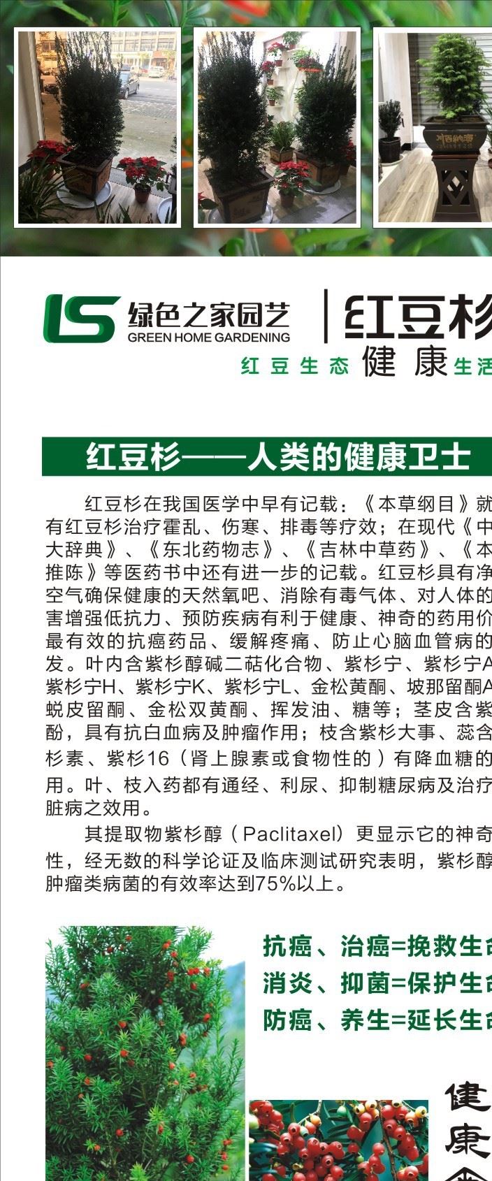 曼地亞紅豆杉 凈化空氣  包成活 批發(fā) 租賃 加盟含紫砂盆示例圖10