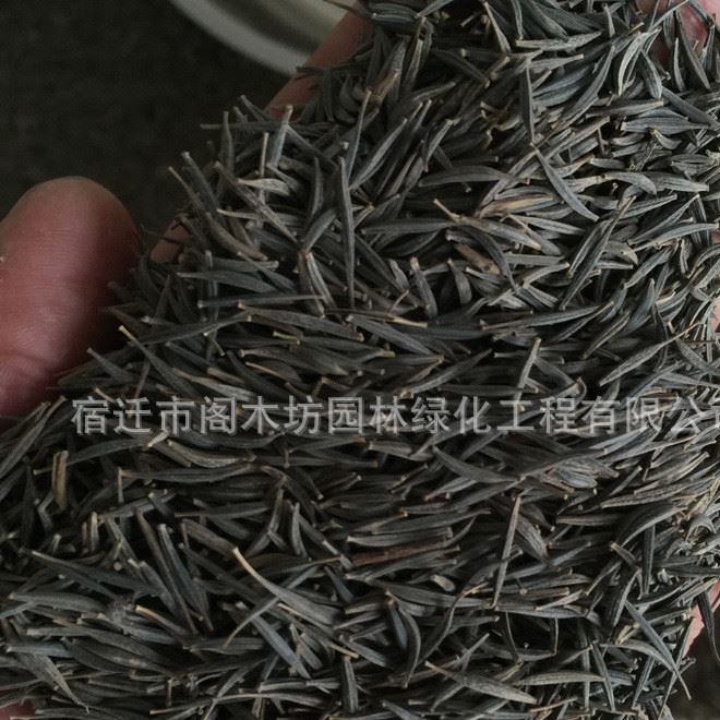 花仙子波斯菊種子 家庭陽臺盆栽 波斯菊 品種 發(fā)芽率高示例圖6