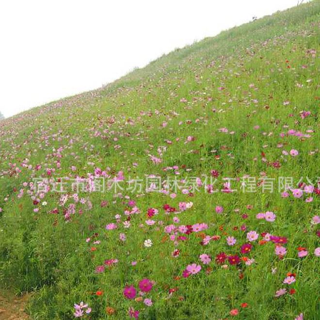 花仙子波斯菊種子 家庭陽臺盆栽 波斯菊 品種 發(fā)芽率高示例圖9