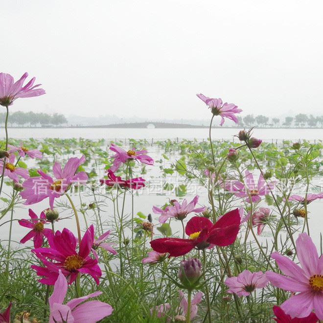 花仙子波斯菊種子 家庭陽臺盆栽 波斯菊 品種 發(fā)芽率高示例圖10