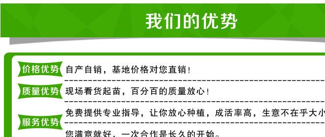 基地批發(fā)北美海棠樹 工程綠化樹木 北美海棠樹樹示例圖11