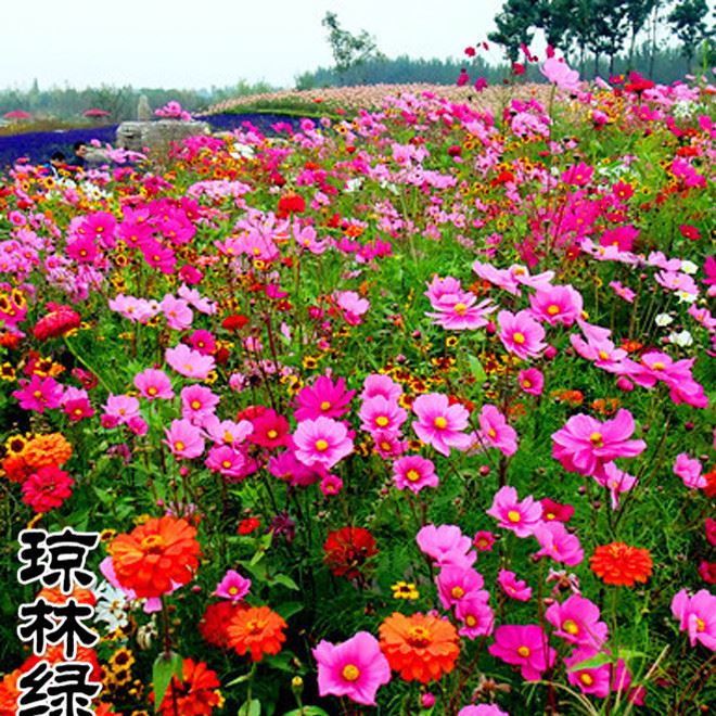 種子公司批發(fā)花草種子 野花組合 園林地被觀花植物 野花組合種子示例圖3