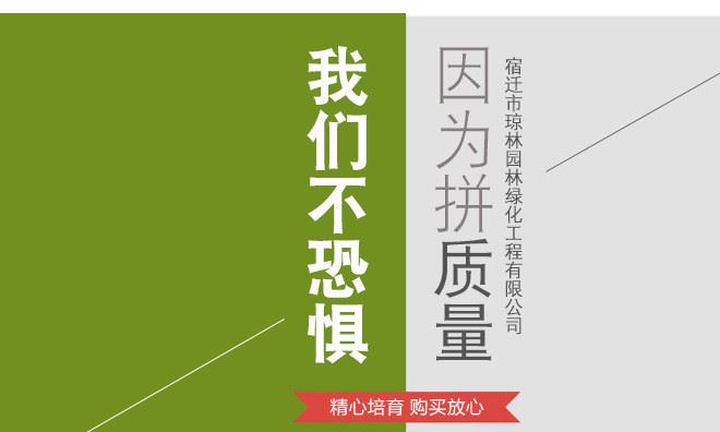 石榴樹苗 南方北方果樹樹苗 甜汁多口感極佳 當年結果基地直銷示例圖18