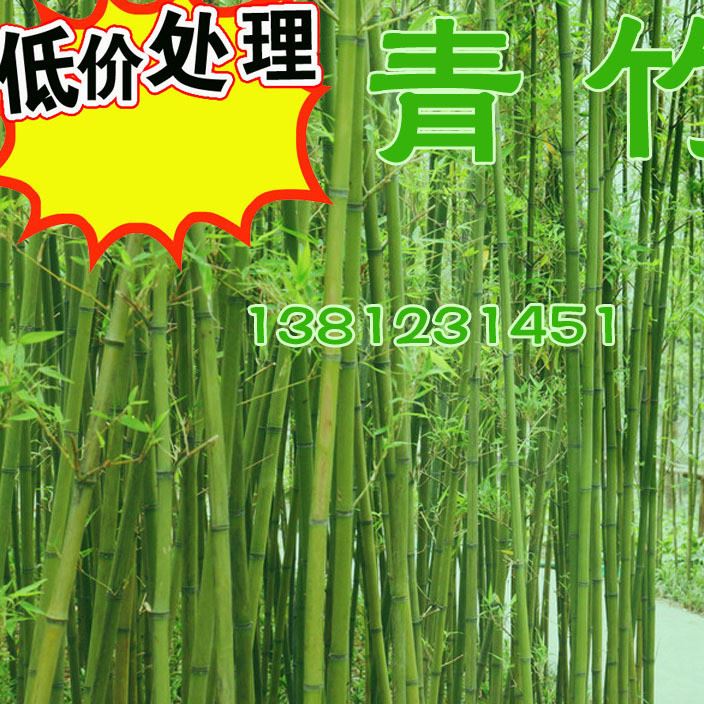 批发:1-8cm粗竹子毛竹,青皮竹,紫竹,刚竹,早园竹,金镶玉竹