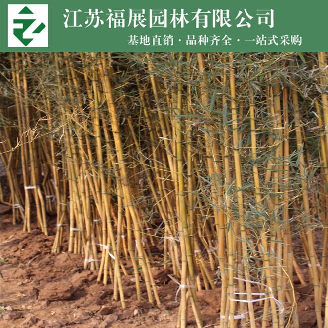 金鑲玉竹子基地直銷 廠家批發(fā)  綠籬  價格低  綠化苗木示例圖11