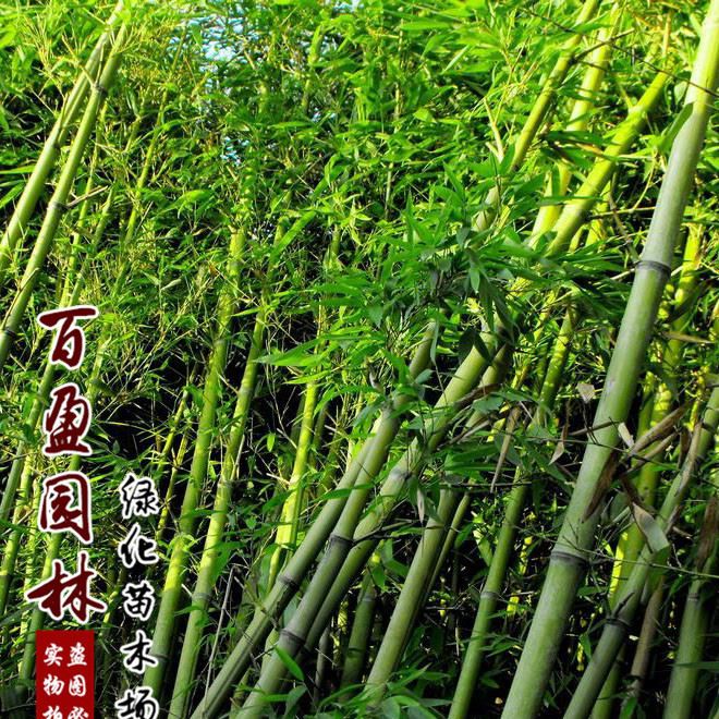 基地直销 竹子小苗 多种品种竹子苗 园林观赏植物 耐寒耐旱示例图1