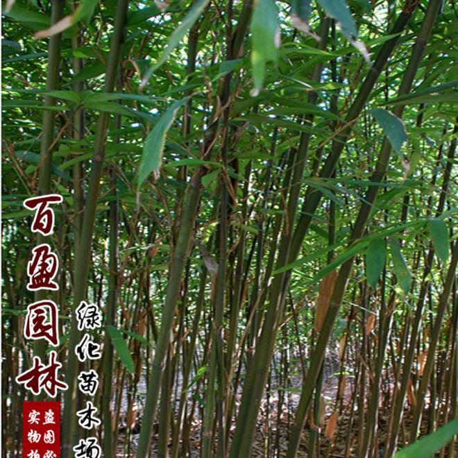 基地直销 竹子小苗 多种品种竹子苗 园林观赏植物 耐寒耐旱示例图2