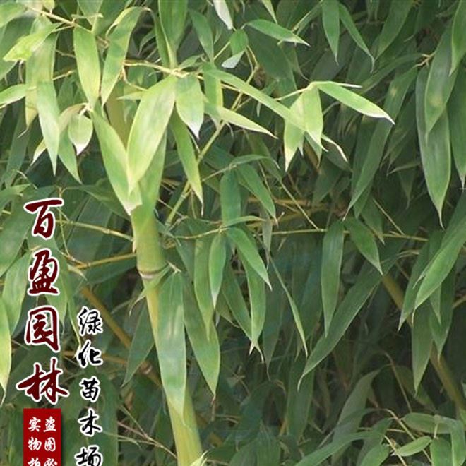 基地直销 竹子小苗 多种品种竹子苗 园林观赏植物 耐寒耐旱示例图3