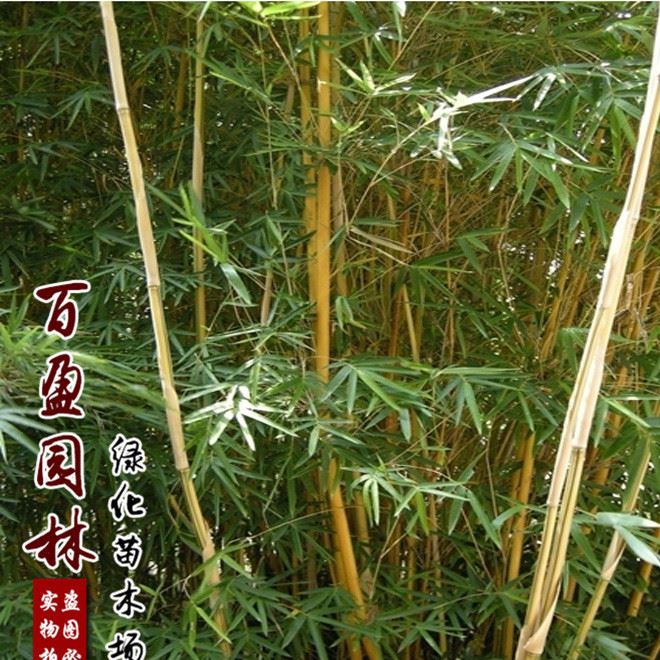 基地直销 竹子小苗 多种品种竹子苗 园林观赏植物 耐寒耐旱示例图5