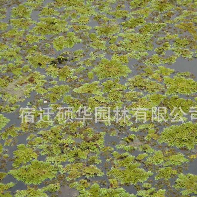 批發(fā)水生植物迷你浮萍 槐葉萍圓心 綠化魚(yú)缸綠化污水處理示例圖5