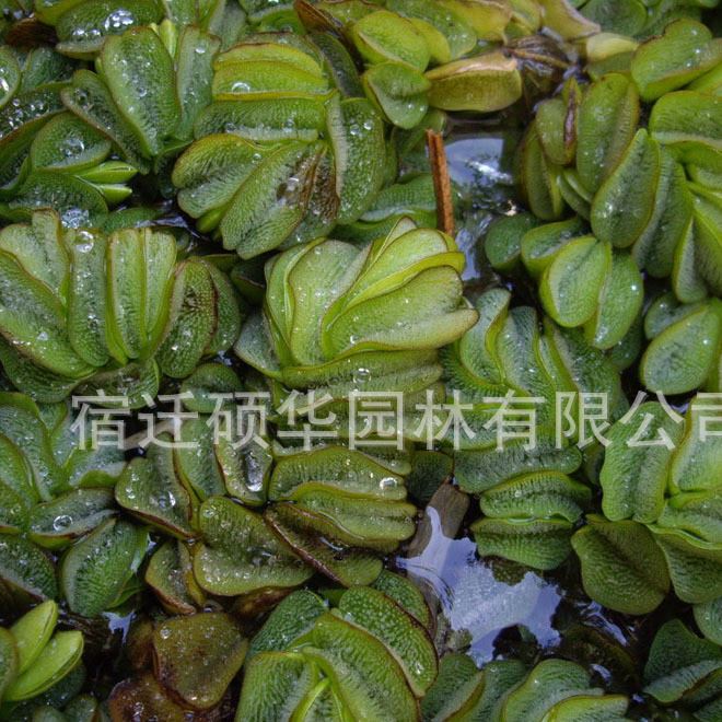 批發(fā)水生植物迷你浮萍 槐葉萍圓心 綠化魚(yú)缸綠化污水處理示例圖7