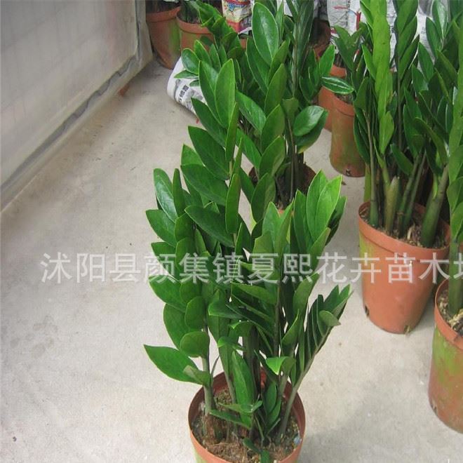 批發(fā)室內(nèi)植物 招財(cái)樹 金錢樹 家居常用盆栽 金錢樹盆栽 盆栽花卉示例圖14