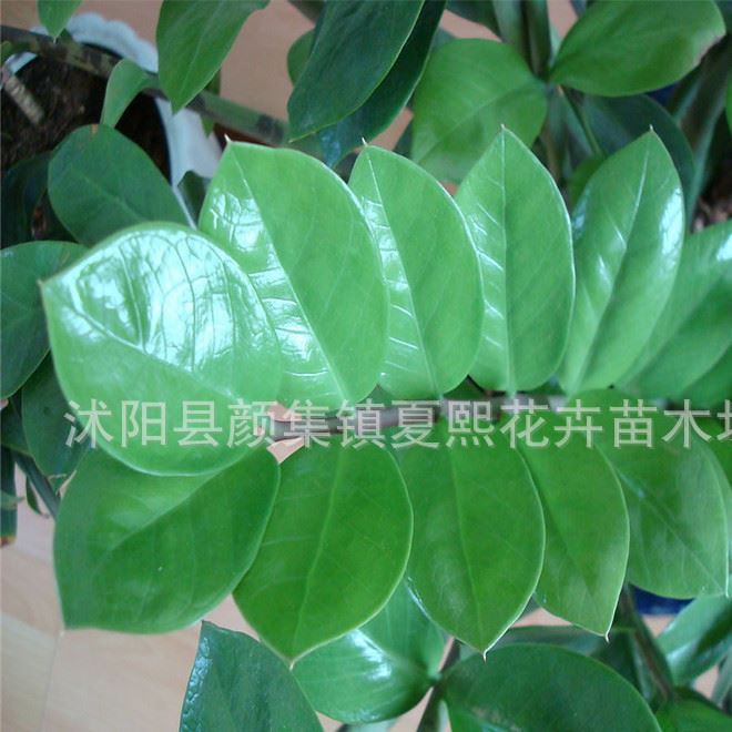 批發(fā)室內(nèi)植物 招財(cái)樹 金錢樹 家居常用盆栽 金錢樹盆栽 盆栽花卉示例圖17