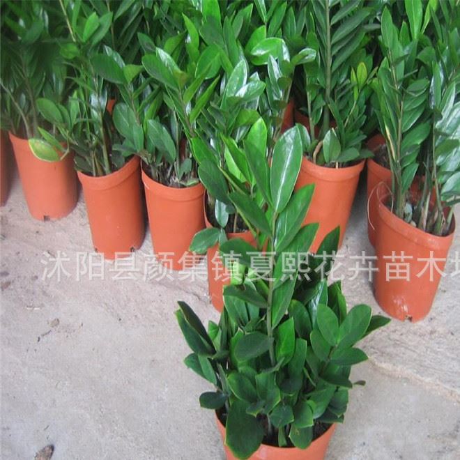 批發(fā)室內(nèi)植物 招財(cái)樹 金錢樹 家居常用盆栽 金錢樹盆栽 盆栽花卉示例圖16