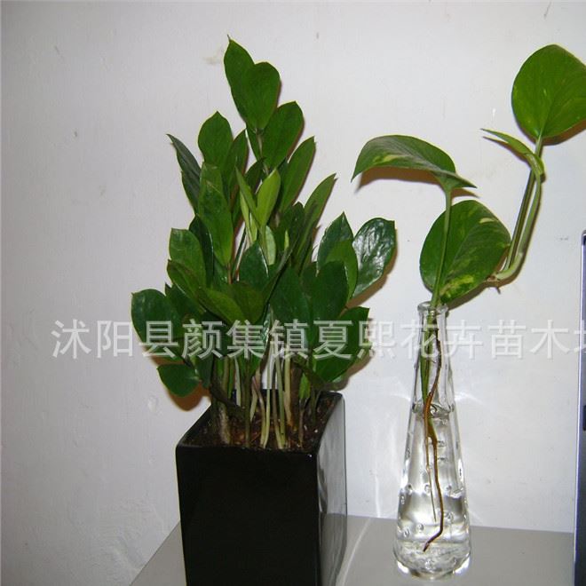 批發(fā)室內(nèi)植物 招財(cái)樹 金錢樹 家居常用盆栽 金錢樹盆栽 盆栽花卉示例圖19